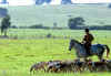 foxhunter_small