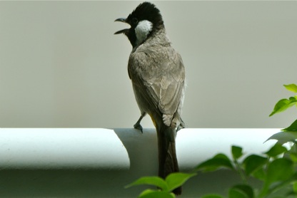 bird-male-1.jpg