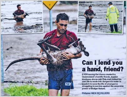 qld-flood-picture Man rescues Kangaroo