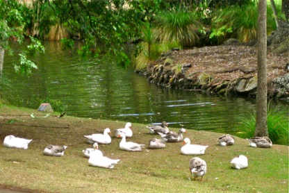 duck-pond-Auckland's Domain