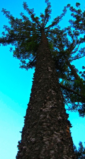 Pines2