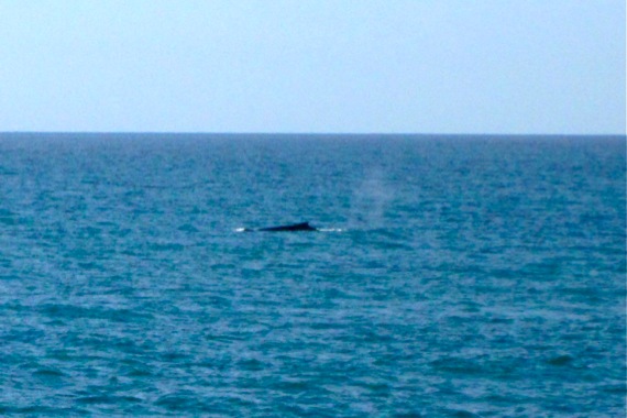whale off Magnetic Island